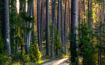 Long-term forest dynamics: permanent plot data for modelling