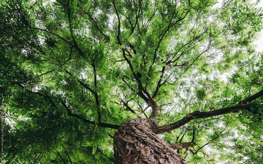 Mis on süsiniku neutraalsus ja kuidas seda saavutada aastaks 2050?