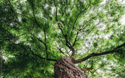 Mis on süsiniku neutraalsus ja kuidas seda saavutada aastaks 2050?